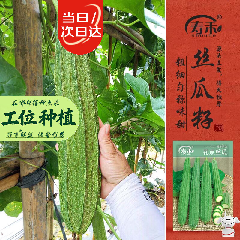 寿禾花点丝瓜种子大肉棱角菜瓜蔬菜种籽 潍丰花点丝瓜种子35粒