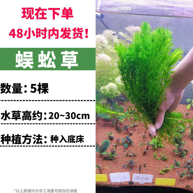 蜈蚣草水草 阴性草净水植物 新手易养 送固定瓷环 鱼缸水草植物 7棵
