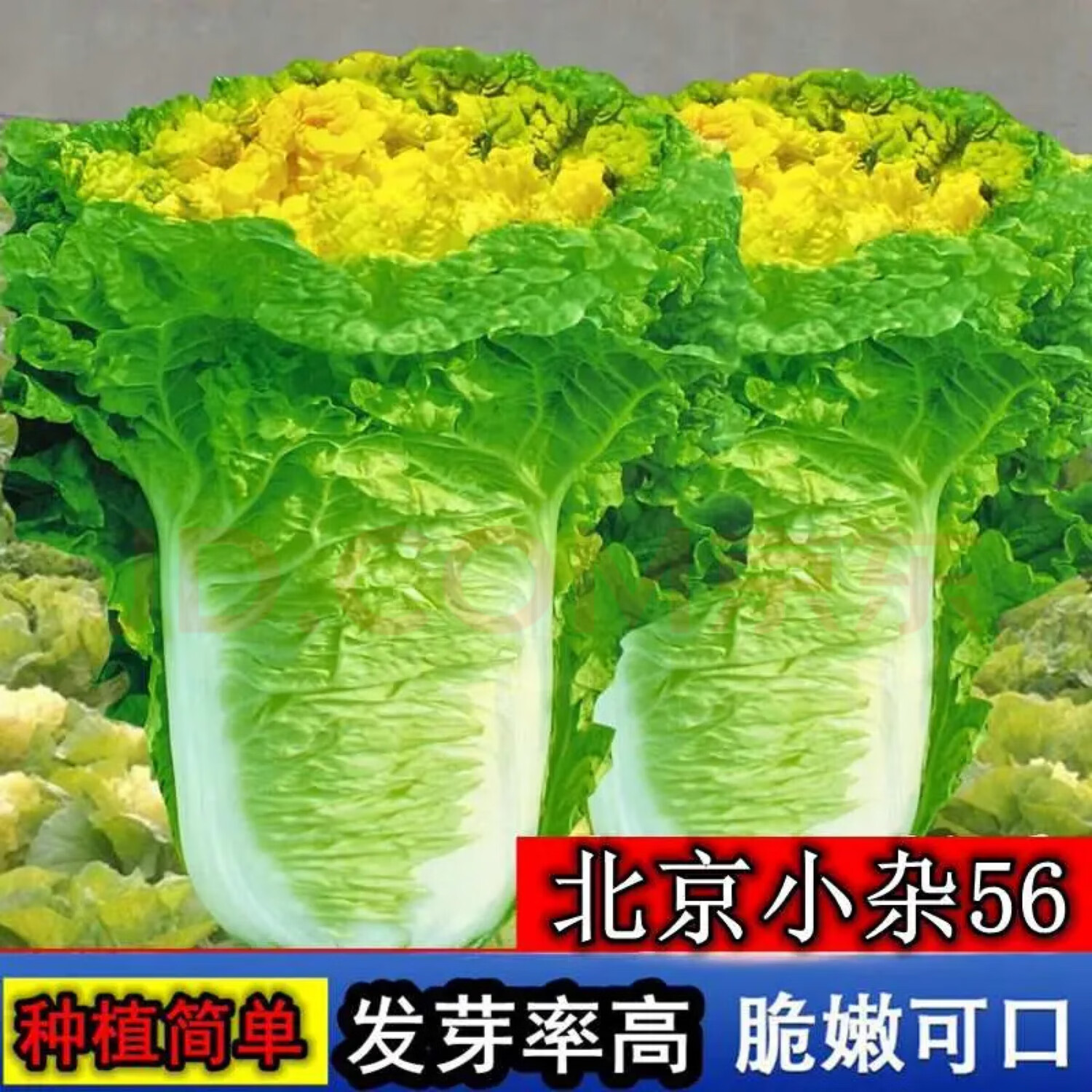jphznb北京小杂56黄心大白菜种子农科院早熟新品种 东升小杂56号大