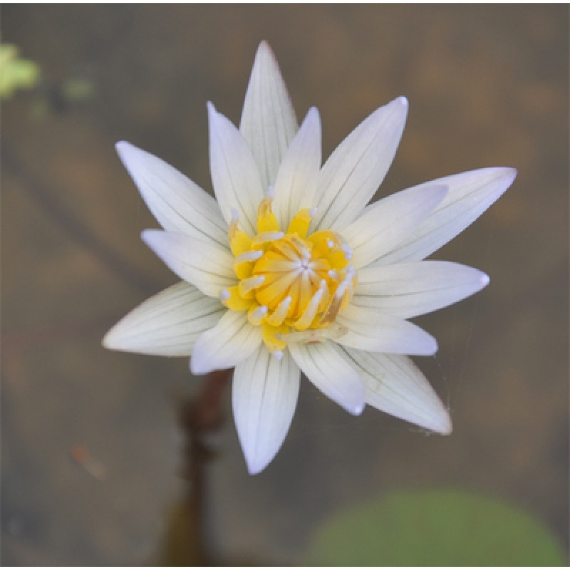 迷你小睡莲种根 水培水养盆栽池塘植物带芽发货水生荷花根块种根 白