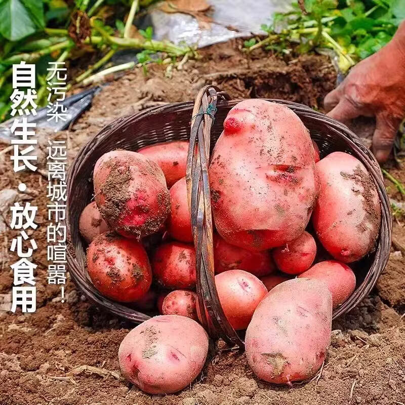 耘伯伯【新上市】正宗云南红皮土豆农家现挖黄心洋芋马铃薯批发新鲜蔬菜 高山精品红皮土豆-沙糯 净重9斤精选中果【单果2两以上】