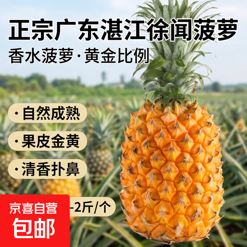 广东湛江徐闻菠萝 香水菠萝 热带水果 【活动期间合并发货】1个 净重1.3-2斤 4.63元