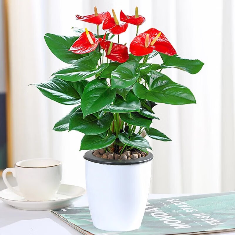 思取红掌一帆风顺盆栽植物室内花卉好养土培大盆水养四季常青绿植