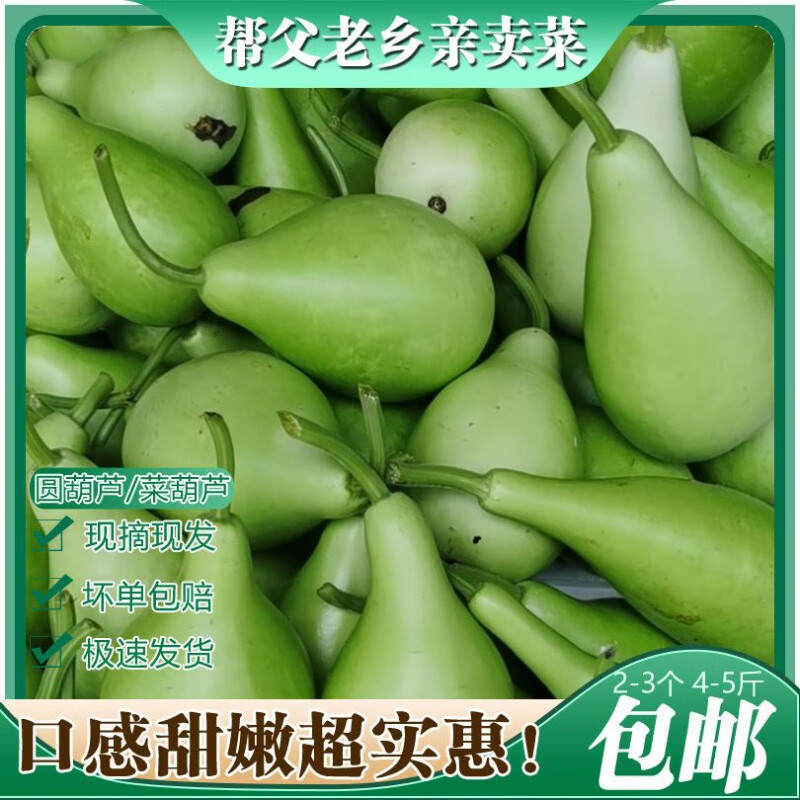 圓葫蘆瓜瓠子瓠瓜新鮮蒲瓜菜葫蘆現(xiàn)摘現(xiàn)發(fā)福建新鮮類蔬菜批發(fā) 蔬菜葫蘆 2-3斤 新鮮發(fā)貨