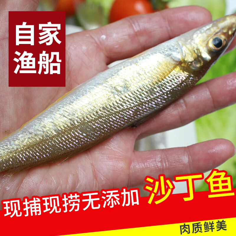 三蟹岛新鲜海捕沙丁鱼 沙尖沙钻鱼 海鲜水产 烟台鱼类深海鱼生鲜 1000