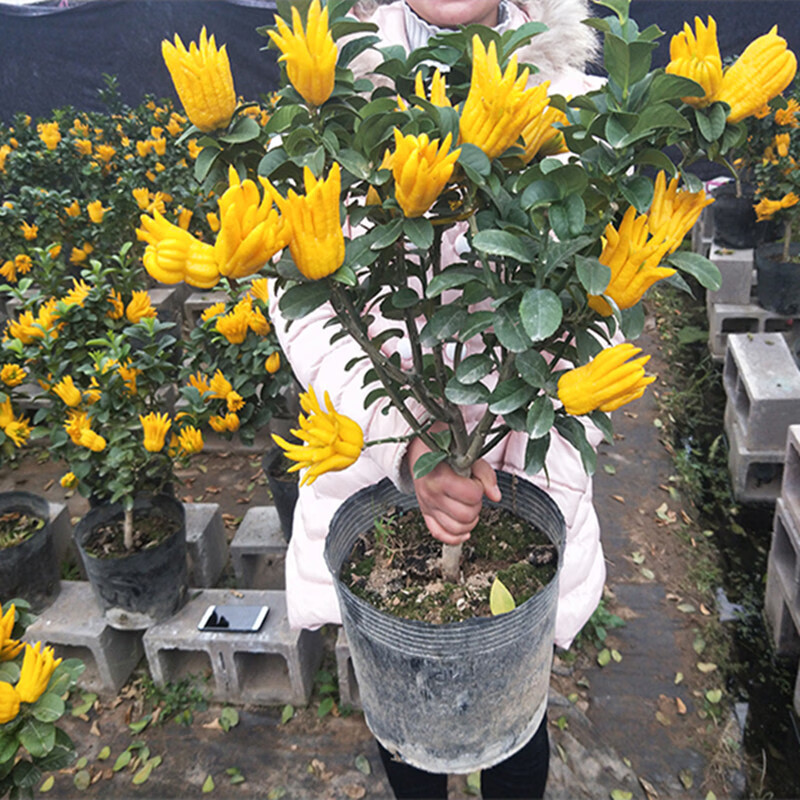 言清 金佛手苗 佛手树苗 庭院阳台盆栽地栽果树苗苗木南北方种植 4年