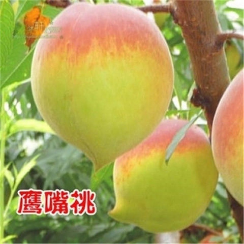 桃树苗水蜜桃苗桃树南方北方种植嫁接果树苗特大新品种桃子苗桃树