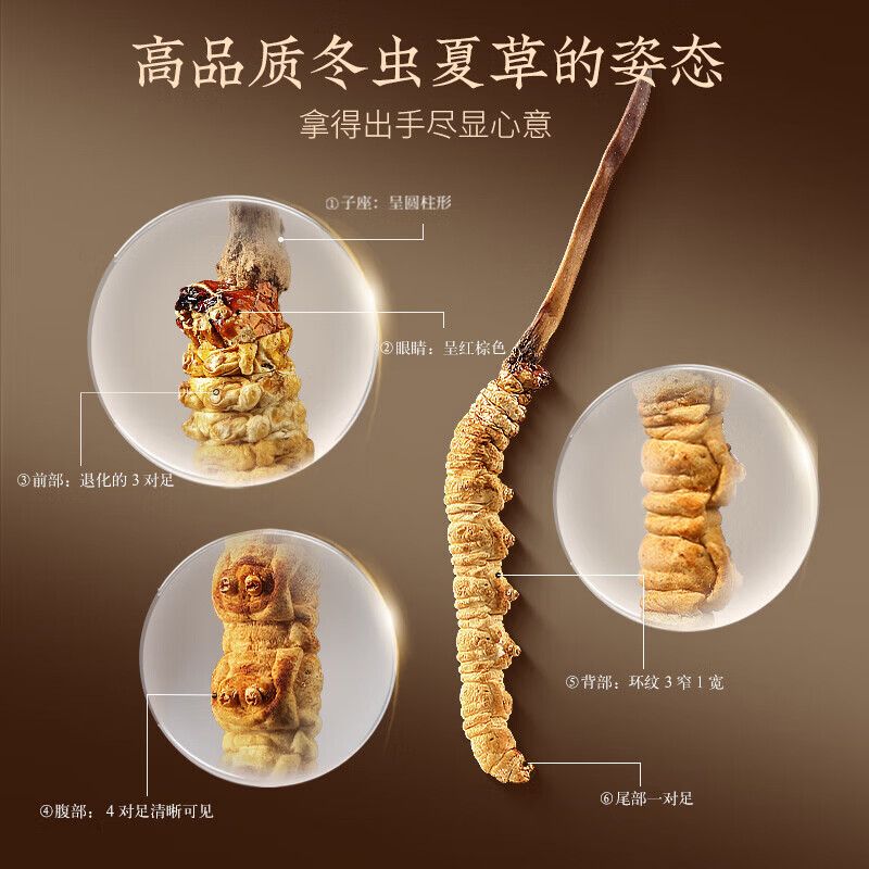 北京同仁堂冬虫夏草高端虫草礼盒滋补养生营养品送长辈领导春节年货礼品 3g*1盒 (5根/g)
