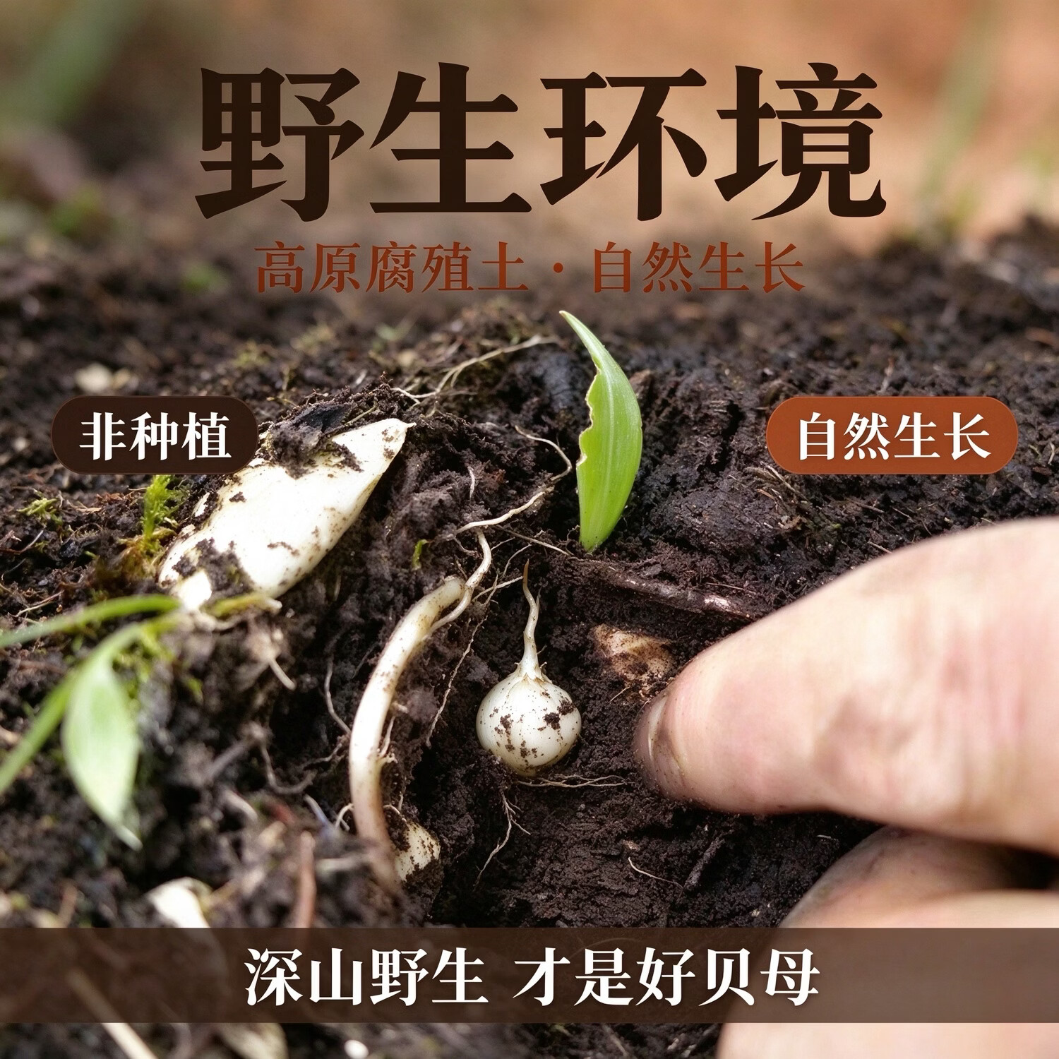 西藏特产野生藏贝母西藏林芝超川贝松贝母中药材50克新货批发 藏贝母打粉500克 500g*1瓶