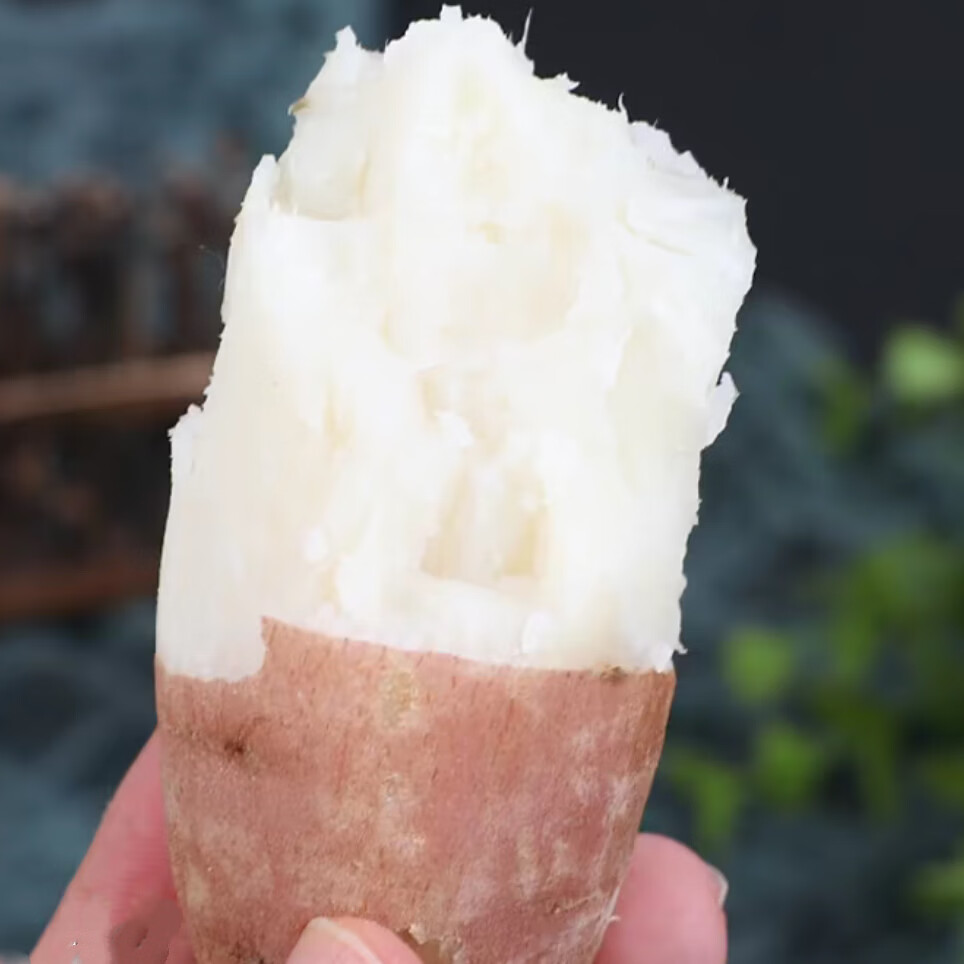 【哈密冰糖薯】正宗哈密红薯地瓜白心干粉香甜红薯蜜薯生鲜地瓜 中薯3-6两(好蒸好烤干粉香甜白心红薯) 重量4斤装净重
