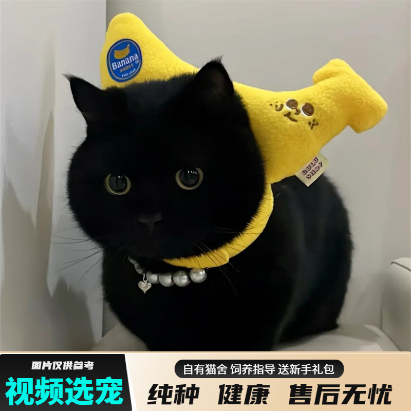 宠六福纯种孟买猫幼崽黑猫小猫咪宠物猫咪活体幼猫 宠物级 公