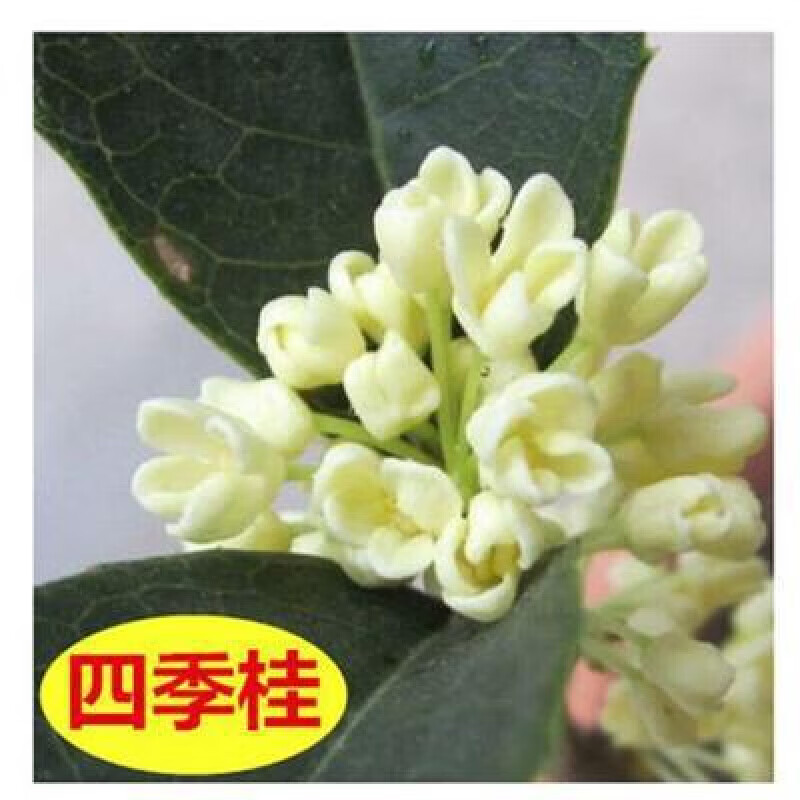 嫁接树苗四季桂大型花卉八月庭院原生金丹天香台阁沉香地盆栽 四季桂 嫁接苗2公分粗