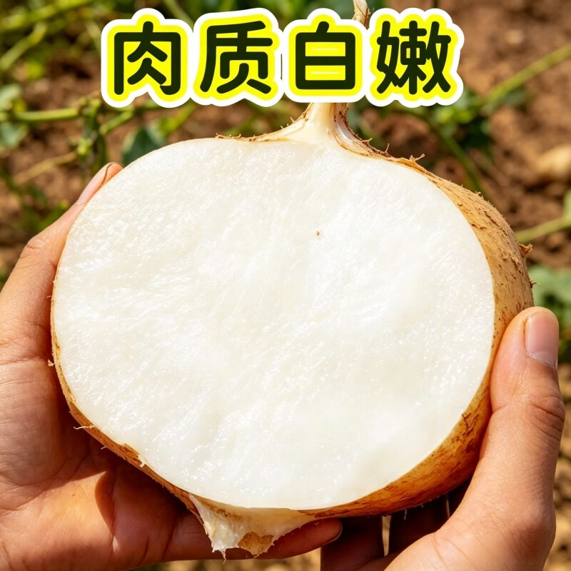 豔疅湖北新鲜凉薯地瓜生鲜现挖白心水果白番红薯玉农家米花生山药蔬菜 净重5斤【大果 约6-7个】脆甜多汁 | 单果300g+