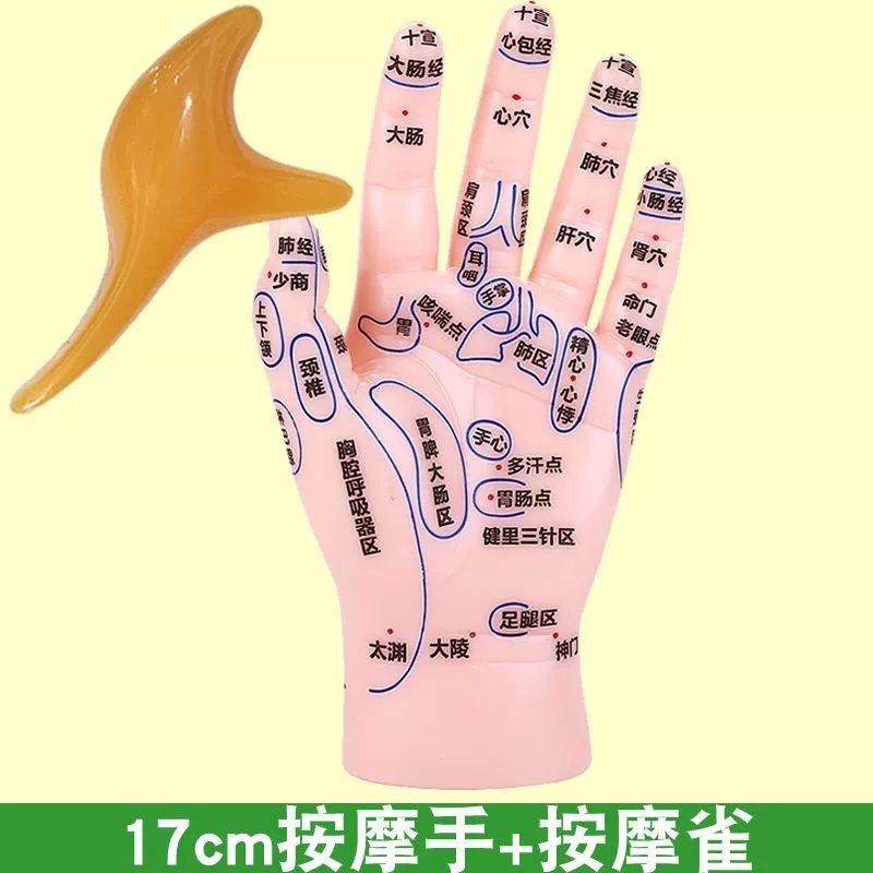 按摩手部穴位模型小儿推拿手诊中医调理手穴反射区仿真l手掌图教 17cm