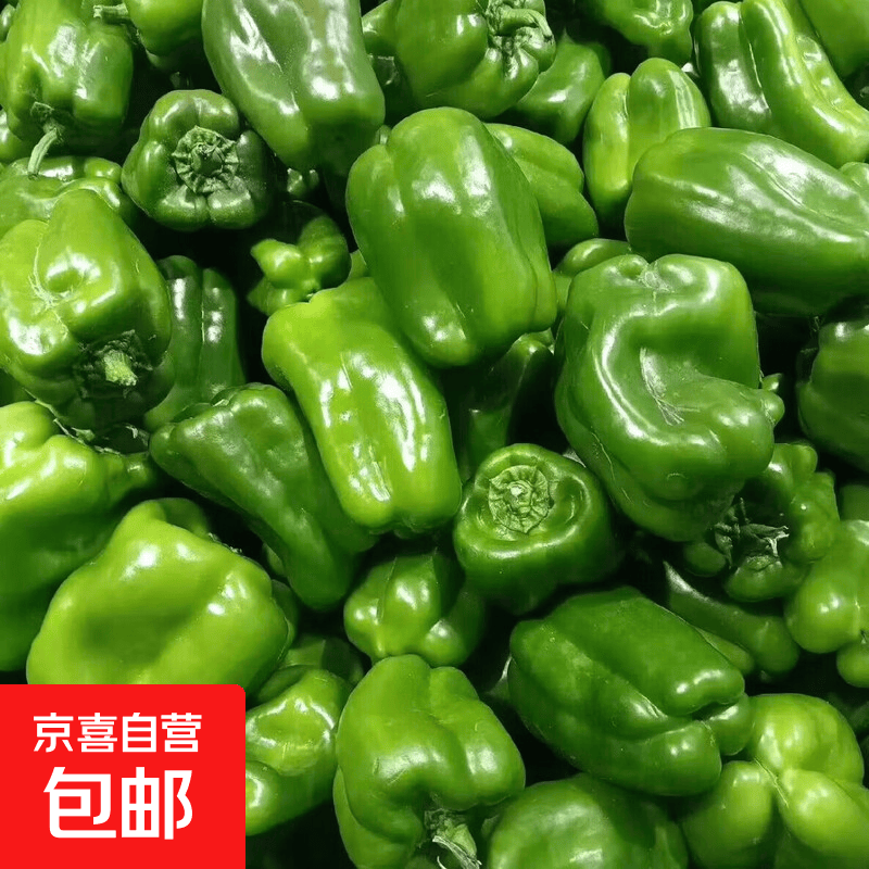现摘新鲜绿菜椒圆椒青椒‘灯笼椒 4斤