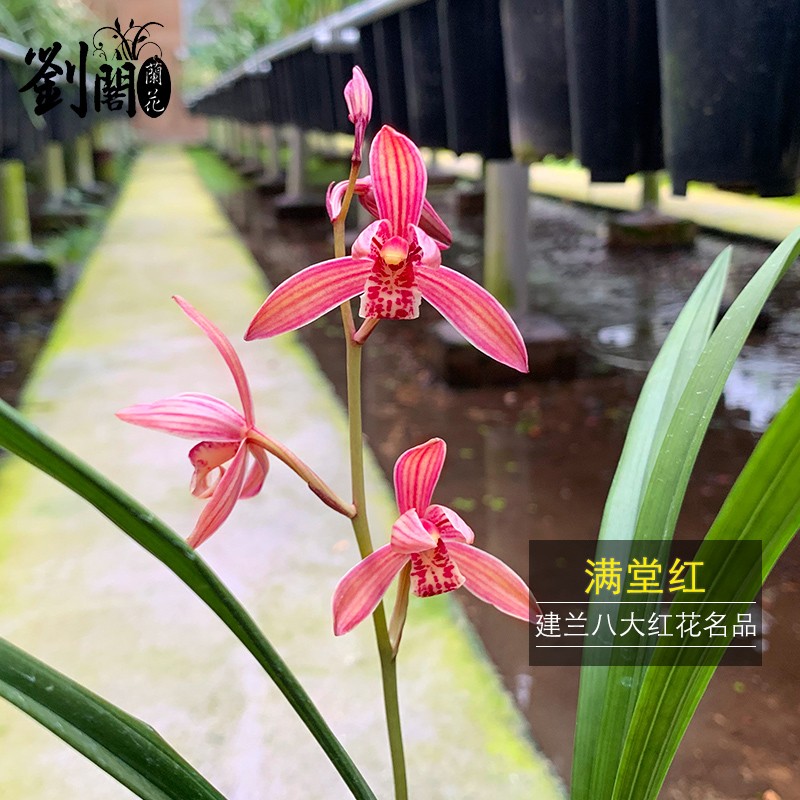 劉閣蘭花兰花 满堂红夏带花苞建兰八大红花名贵兰花室内阳台绿植花卉