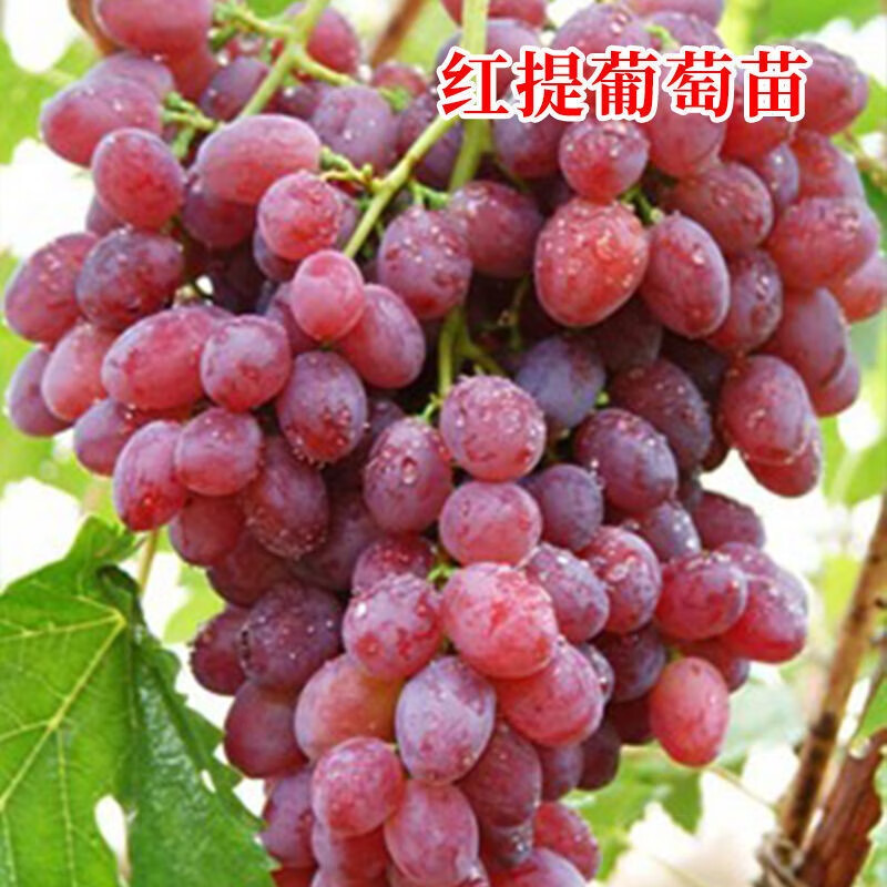 葡萄盆栽 庭院爬藤果树苗盆栽地栽葡萄苗苗当年结果南方北方种植 富士