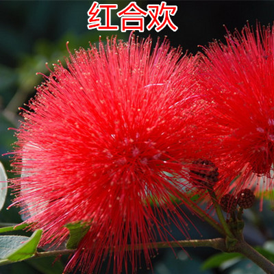 溢睬莲合欢树苗芙蓉树苗绒花树银叶金合欢花树苗树木庭院南北方种植
