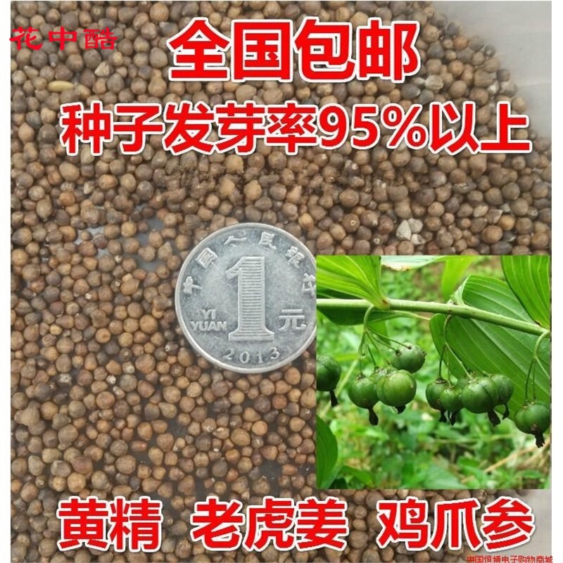花中酷 黄精种子新采收中药材种子 鸡头黄精种子 老虎姜 免费提供播种