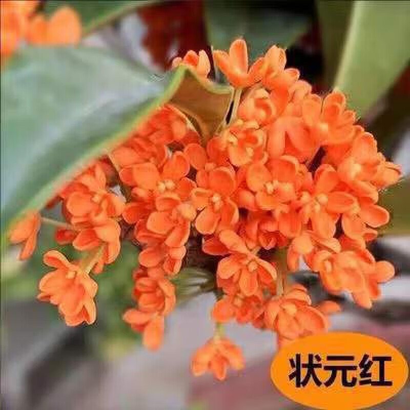 嫁接树苗四季桂大型花卉八月庭院原生金丹天香台阁沉香地盆栽 四季桂 嫁接苗2公分粗