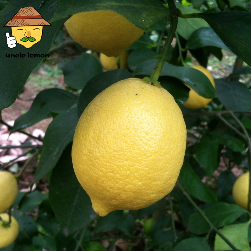 uncle lemon四川特产黄柠檬新鲜水果安岳小柠檬皮薄多汁一颗奶茶店榨汁产地 3斤小果(单果重量60g左右)