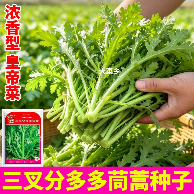 大菜乡三叉分多多茼蒿种子浓香型皇帝菜大叶光杆茼蒿种籽多茬采收 三叉分多多茼蒿种子【2包 约20g】+1包肥