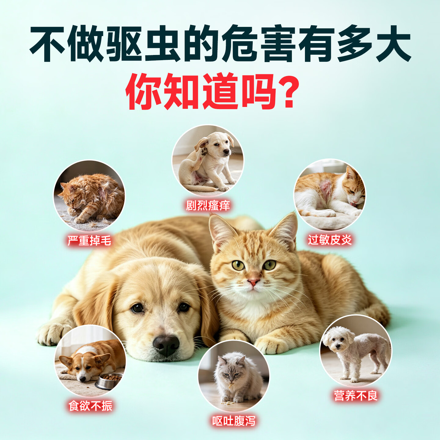 PETTOLEE宠特灵宠物驱虫药 吡虫啉莫昔克丁滴剂 6支【大狗用】4~10kg内外同驱 1.0ml*6支