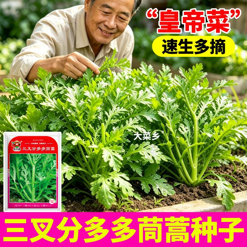 大菜乡三叉分多多茼蒿种子浓香型皇帝菜大叶光杆茼蒿种籽多茬采收 三叉分多多茼蒿种子【2包 约20g】+1包肥