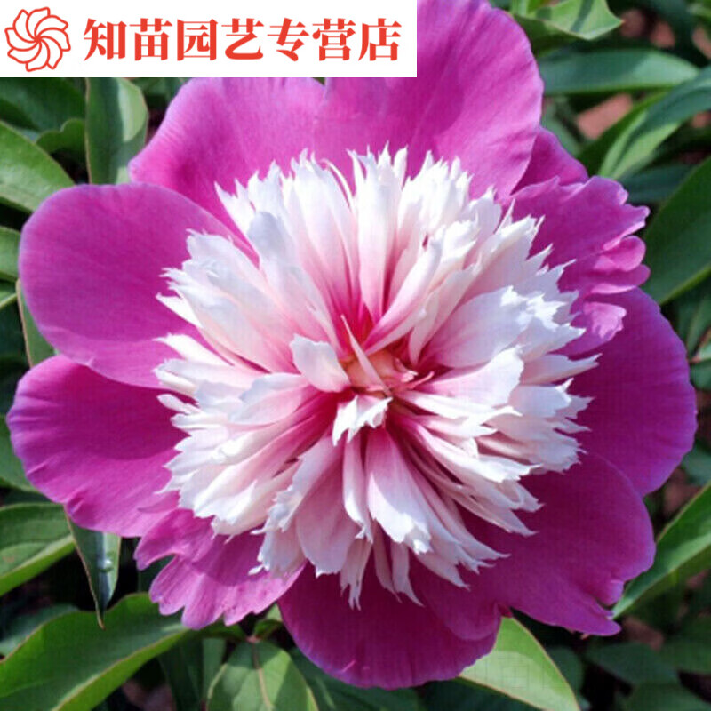 云仓发货根块带芽芍药种根重瓣芍药花当年开花芍药花苗 紫芍