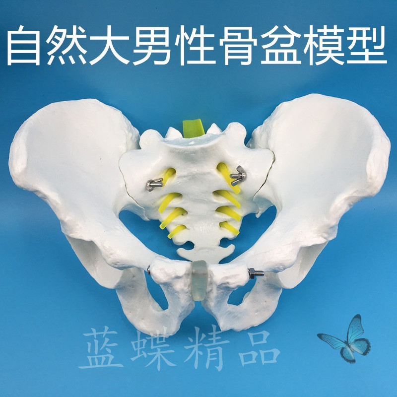 人体自然大骨盆模型 1:1自然大盆骨模型 骨盆 男性骨盆带腰椎及股骨