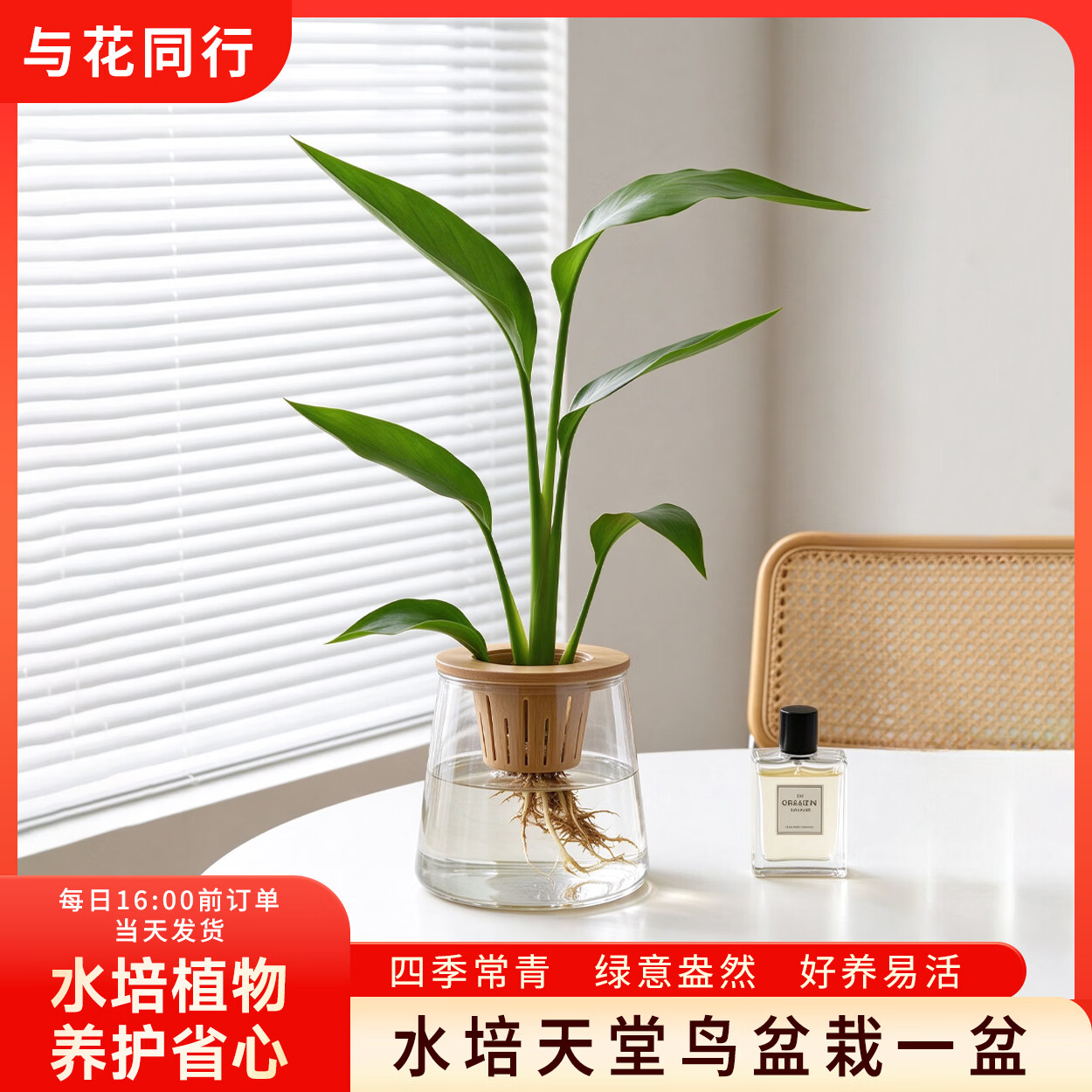 与花同行水培天堂鸟盆栽绿植花卉办公室内工位客厅桌面上班族新手好养易活 天堂鸟+香薰瓶