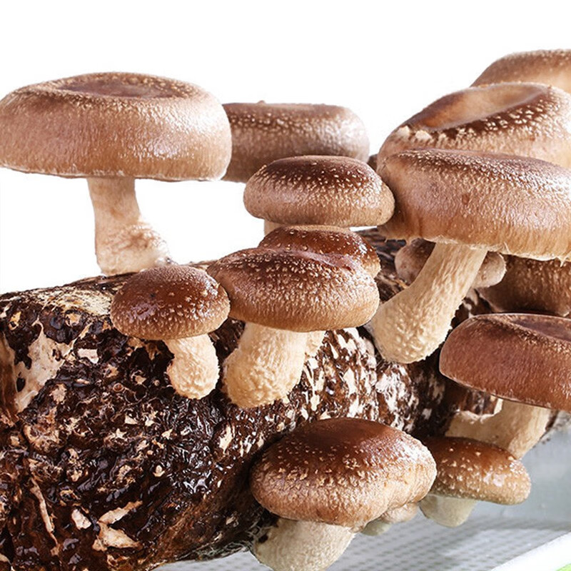 神禾 菌包蘑菇家庭种植包平菇香菇可食用菌种儿童菌袋菌菇包 香菇菌菇