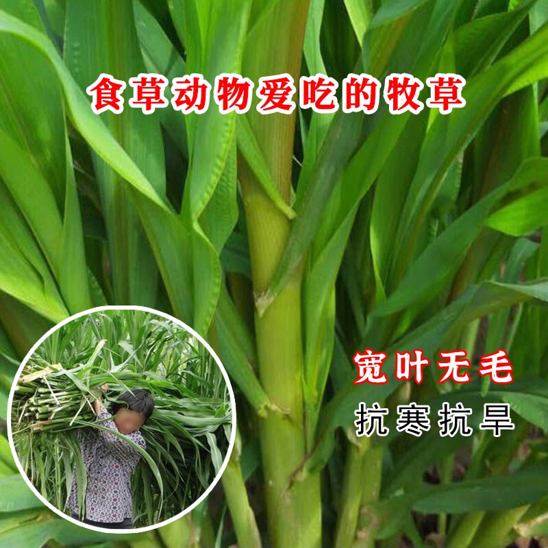 春枝韵杂交高丹王草种子苏丹草草籽四季高产进口喂猪牛羊鱼兔草牧草