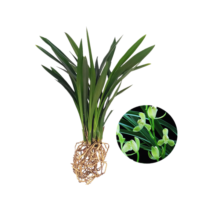 行湘建兰兰花绿植盆栽花卉客厅花卉植物 建兰-8-9苗 不含盆 源头直发