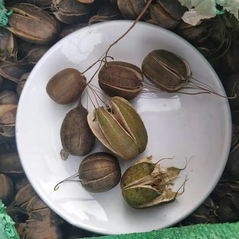 伟博新鲜品中药材 马兜铃 马兜灵 马兜零 500g 500g