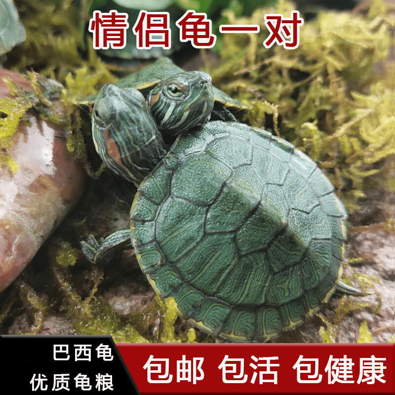 情侣小乌龟活体小巴西龟苗活物绿色彩龟一对红耳龟宠物观赏龟 2-3厘米
