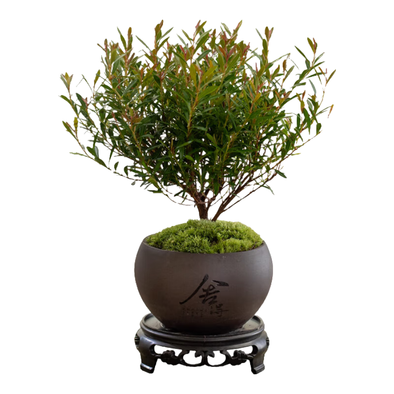 八芽 小葉赤楠盆景擺件室內(nèi)綠植花卉盆栽老樁客廳辦公室桌面好養(yǎng)植物 （舍得紫砂盆赤楠+鋪面+底座）