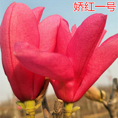 玉兰花树苗紫玉兰树庭院行道树绿化苗木地栽开花树苗南方北方种植 娇