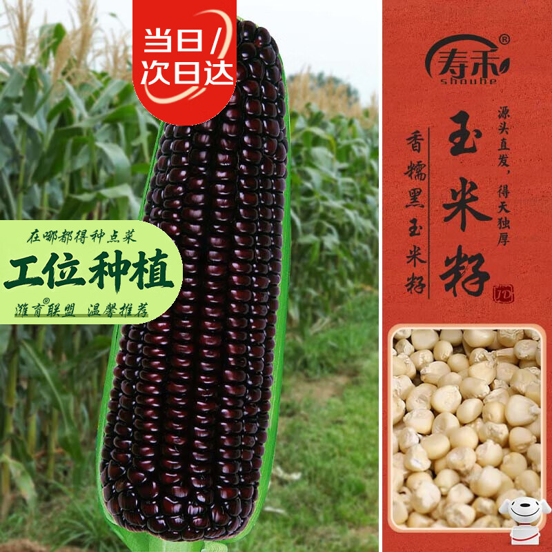 寿禾 黑糯玉米种子苗非转基因蔬菜种籽 屯玉糯9103玉米种子25g约90粒