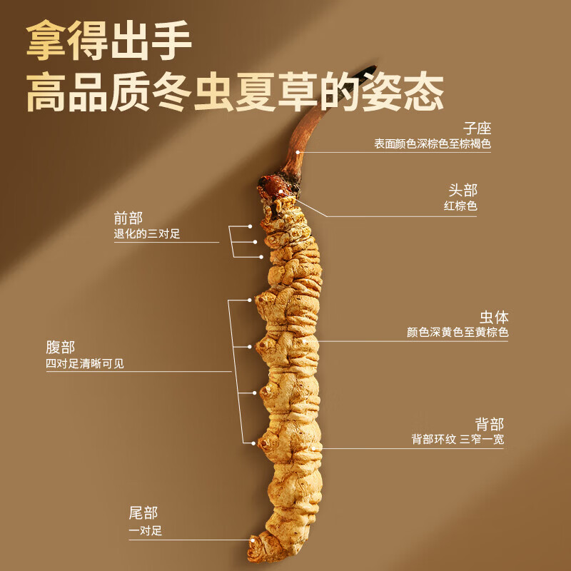 北京同仁堂冬虫夏草高端虫草礼盒滋补养生营养品送长辈领导春节年货礼品 5g*1盒 (4根/g)