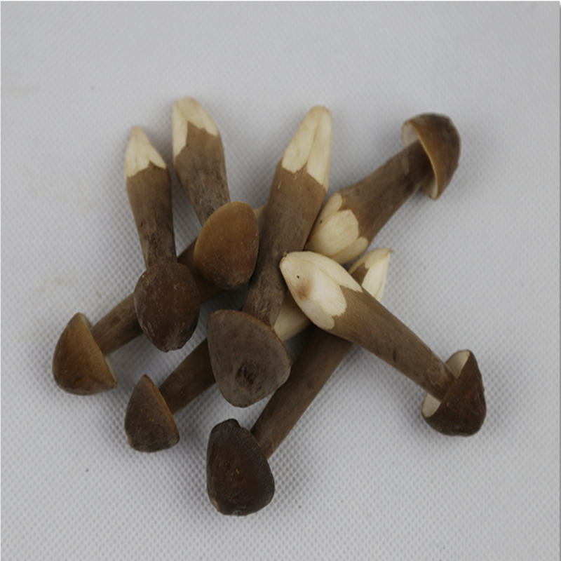 鸡枞菌现货现摘黑皮新鲜云南特产食用菌长根菇500g 图色 500g