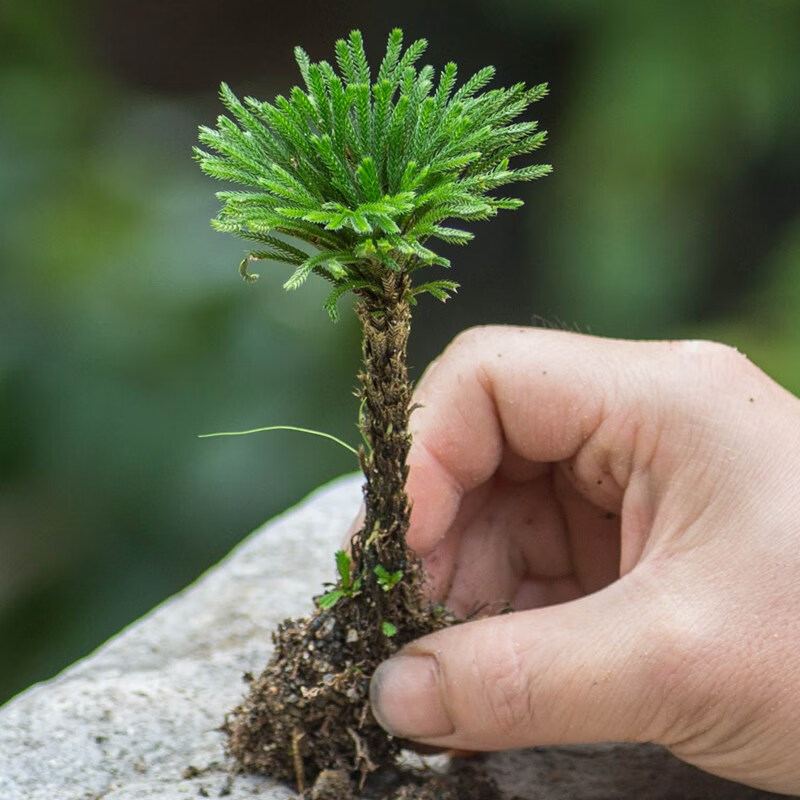 卷柏盆栽九死还魂草盆景假山吸水石造景绿植物花卉好养室内外 小叶