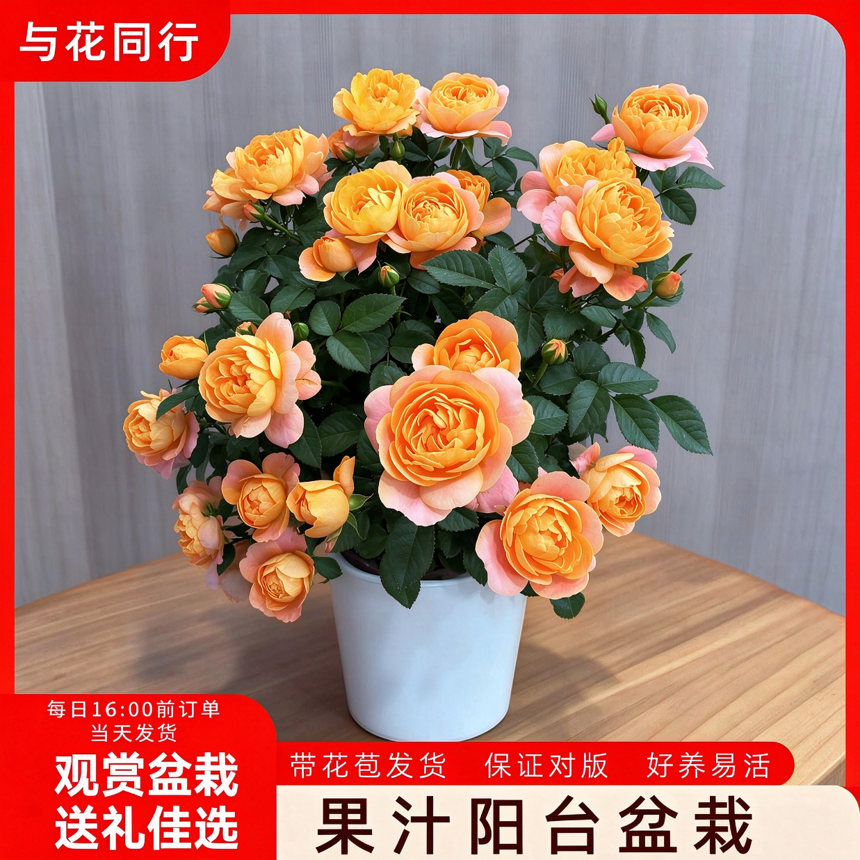 与花同行果汁阳台玫瑰月季花盆栽庭院室内花卉四季开花好养源头直发好养活 180口径果汁阳台玫瑰月季盆栽1盆