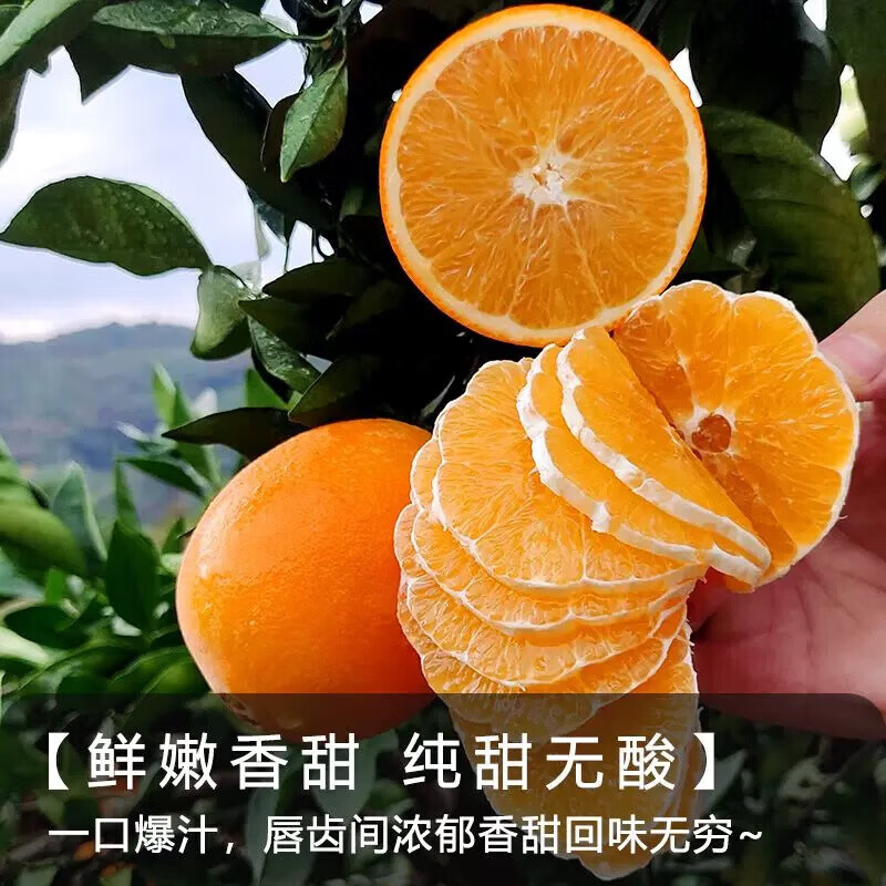旭霁云南锦红冰糖橙【多地次日达】甜橙子新鲜水果 9斤装[头茬鲜果70g+]净重8.5斤