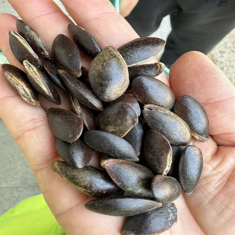 芗苒人心果种子四季果树种籽吴凤柿赤铁果奇果种子 人心果种子一斤