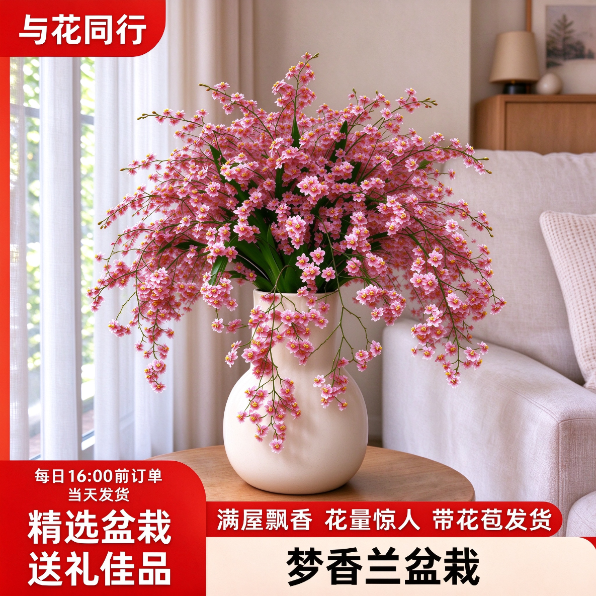 与花同行梦香兰盆栽浓香型带花苞室内好养桌面工位办公室客厅窗台绿植送礼 光宗粉 3-4枝花剑