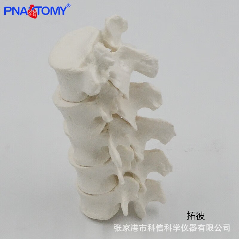 五节腰椎模型1比1大 人体脊柱椎体骨骼解剖教学康复演示教具 复演示