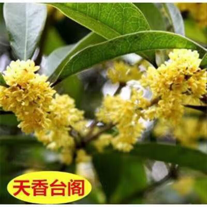 嫁接树苗四季桂大型花卉八月庭院原生金丹天香台阁沉香地盆栽 四季桂 嫁接苗2公分粗