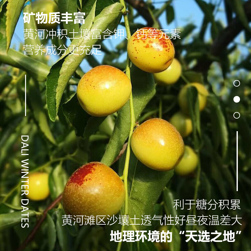新鲜山东 沾化冬枣 脆甜多汁 果园直供 极速达 净重4.5-5斤 单果10-15g