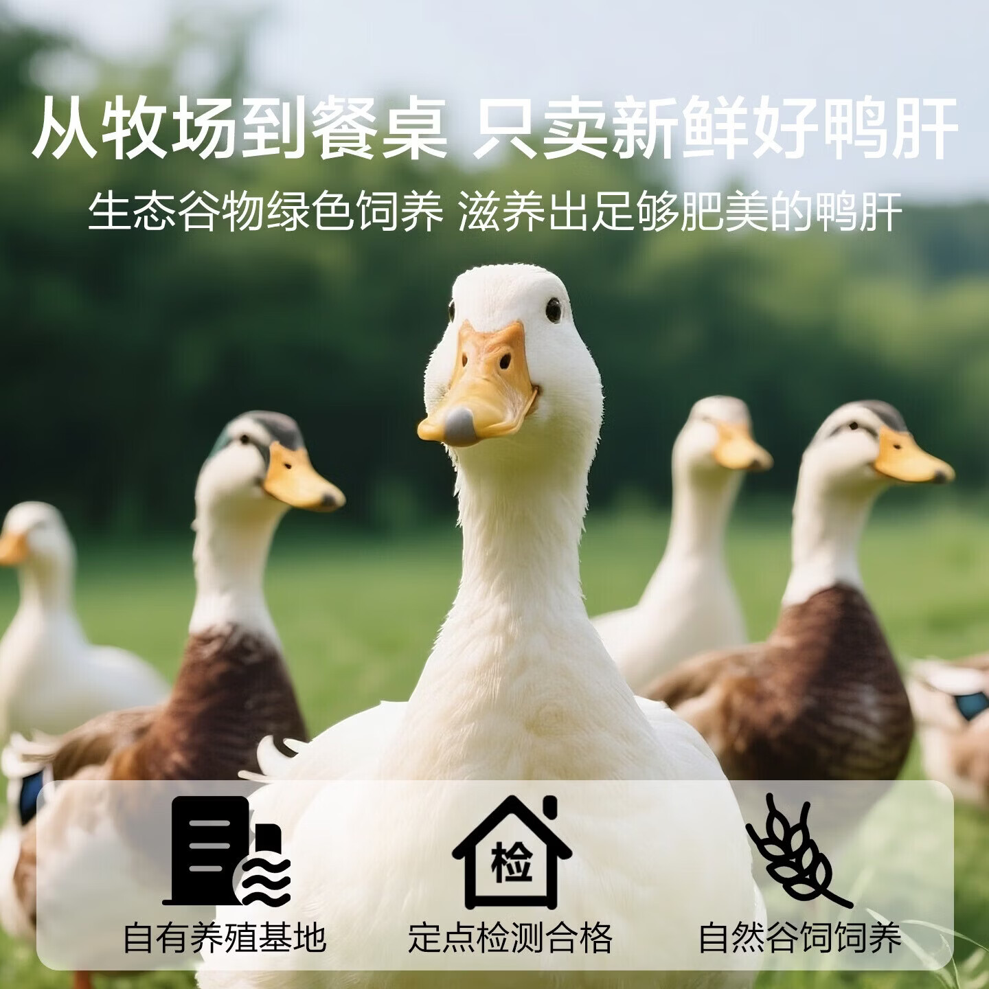 法珍朗生鸭肝切片高端A级法式肥肝新鲜原切鸭肝生鲜宝宝辅食香煎鸭肝 【AAAAA级】法式鸭肝整页 (约300g 未切片)